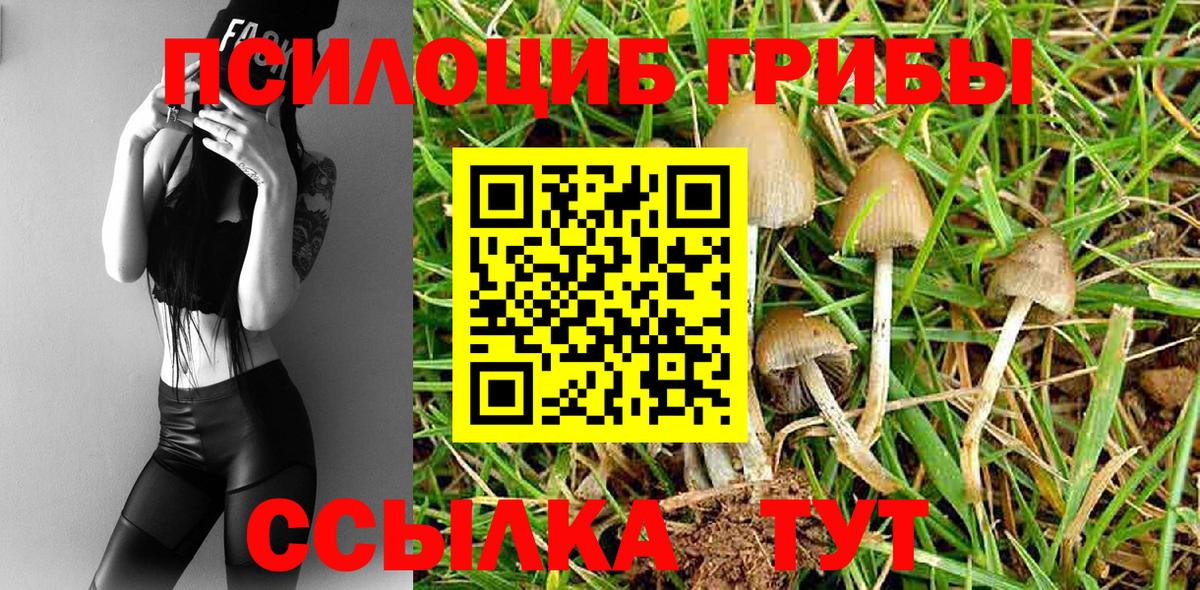 Псилоцибиновые грибы Psilocybe Ивантеевка